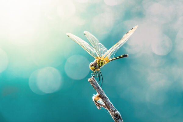 Dragonfly perched on stick against bokeh background.