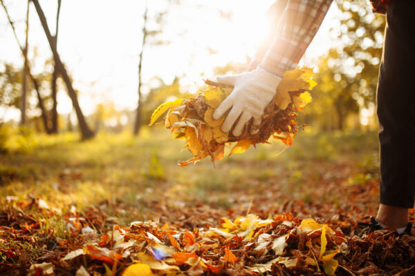 Hands holding fallen leaves above a pile on the ground in autumn.